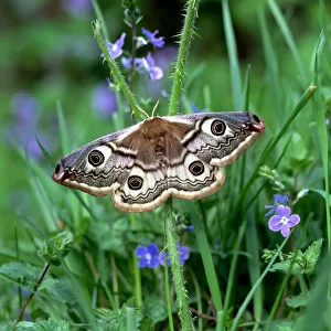 Small emperor moth (Saturnia pavonia) on Speedwell flowers, Annagarriff Wood NNR