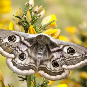 Small emperor moth (Saturnia pavonia) female with wings open showing eyespots on Gorse Small emperor moth (Saturnia pavonia) female with wings open showing eyespots on Gorse