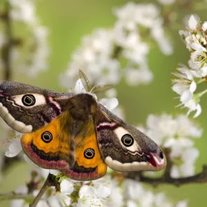 Small emperor moth (Saturnia pavonia) male with wings open showing eyespots on Blackthorn Small emperor moth (Saturnia pavonia) male with wings open showing eyespots on Blackthorn
