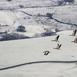Small flock of Greylag geese (Anser anser) flying over snow covered fields, Ken-Dee