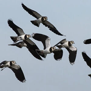 Small flock of Lapwings (Vanellus vanellus) flying in to rest after migration. Cresswell Pond