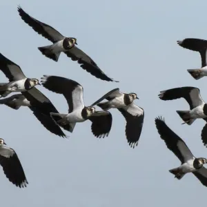 Small flock of Lapwings in flight, Print Small flock of Lapwings in flight, Print