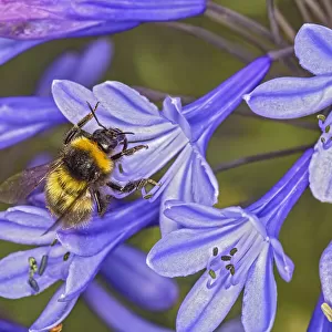 Small garden bumblebee (Bombus hortorum) landing on an Agapanthus flower in garden