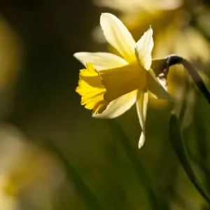 Kleinere Gruppe von Blütenwilddahliengewächsen (Narcissus pseudonarcissus) mit außer Fokus Kleinere Gruppe von Blütenwilddahliengewächsen (Narcissus pseudonarcissus) mit außer Fokus