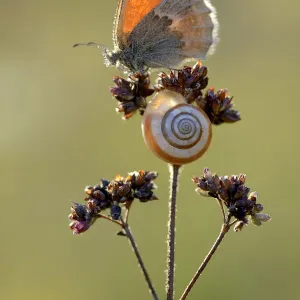 Small heath butterfly (Coenonympha pamphilus) and snail, Ottange, Lorraine, France