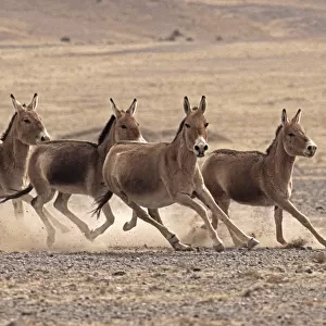 Small herd of Asiatic Wild Ass (Equus hemionus) running, Gobi National Park, Mongolia