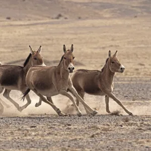 Small herd of Asiatic Wild Ass (Equus hemionus) running, Gobi National Park, Mongolia