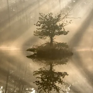 Small island with a pine tree in the first rays of sunlight on a misty morning, Oisterwijkse