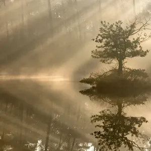 Île de petite taille avec un pin dans les premières lueurs du soleil sur une matinée brumeuse, Oisterwijkse. Île de petite taille avec un pin dans les premières lueurs du soleil sur une matinée brumeuse, Oisterwijkse.