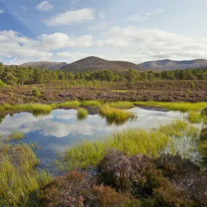 Small lochan surrounded by flowering heather (Ericaceae sp) on the edge of the Caledonian