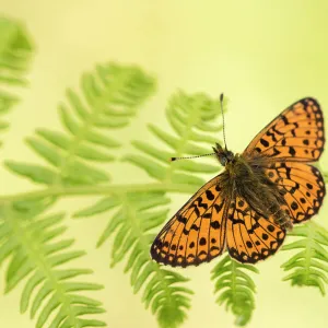 Small pearl-bordered fritillary (Boloria selene), Marsland mouth, Cornwall/Devon, UK. May 2017