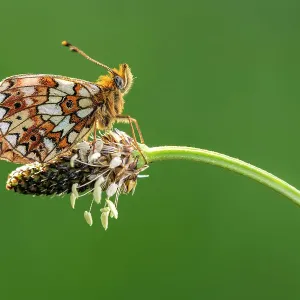 Small pearl-bordered fritillary (Boloria selene) roosting on ribwort plantain (Plantago lanceolata), Marsland mouth, Devonshire, UK. May Small pearl-bordered fritillary (Boloria selene) roosting on ribwort plantain (Plantago lanceolata), Marsland mouth, Devonshire, UK. May