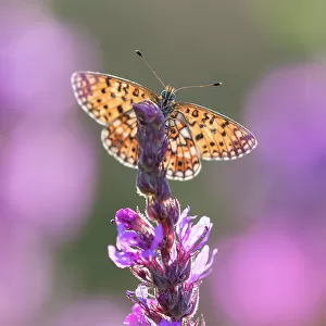 Small pearl bordered fritillary butterfly (Boloria selene) resting on flower. The Netherlands. July