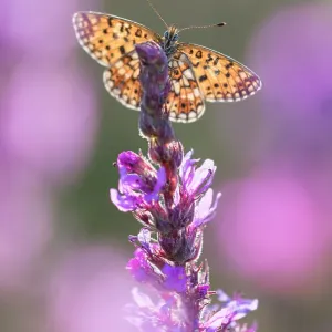 Small Pearl Bordered Fritillary Print Small Pearl Bordered Fritillary Print
