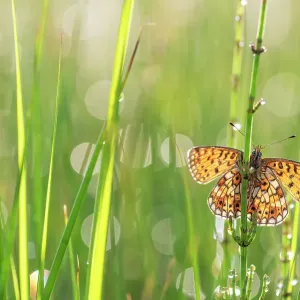 Small pearl-bordered fritillary butterfly (Boloria selene) resting on grass, the Netherlands. July Small pearl-bordered fritillary butterfly (Boloria selene) resting on grass, the Netherlands. July