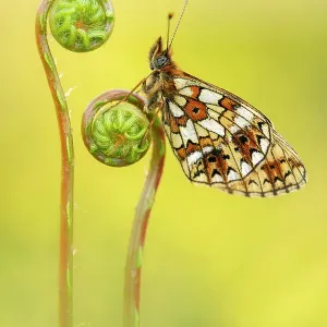 Mariposa de la fritillaria con borde de perla pequeña (Boloria selene) descansando en el tallo de cebolla marina (Blechnum spicant). Reserva del Trust para la Vida Silvestre Marsland Valley, Cornualles, Inglaterra, Reino Unido. Junio. Mariposa de la fritillaria con borde de perla pequeña (Boloria selene) descansando en el tallo de cebolla marina (Blechnum spicant). Reserva del Trust para la Vida Silvestre Marsland Valley, Cornualles, Inglaterra, Reino Unido. Junio.
