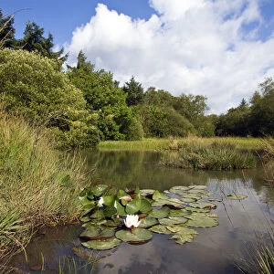 Small pond with aquatic and marsh plants, including European White Waterlily (Nymphaea alba)