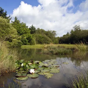 Small pond with aquatic and marsh plants, including European White Waterlily (Nymphaea alba)