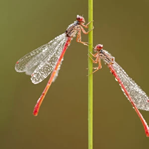 Small red damselflies {Ceriagrion tenellum} covered in morning dew, Arne (RSPB) Nature Reserve