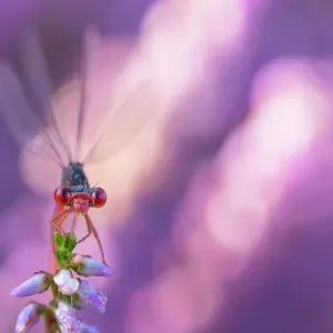 Small red damselfly (Ceriagrion tenellum) resting on Heather flower. The Netherlands. August Small red damselfly (Ceriagrion tenellum) resting on Heather flower. The Netherlands. August