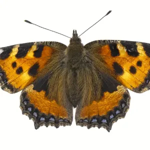 Small tortoiseshell butterfly (Aglais urticae), Lorsch, Hessen, Germany. June. Meetyourneighbours Small tortoiseshell butterfly (Aglais urticae), Lorsch, Hessen, Germany. June. Meetyourneighbours