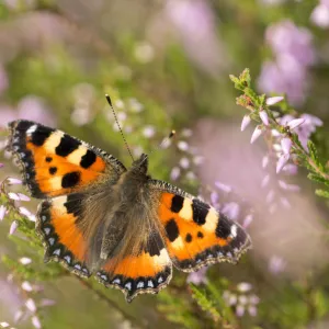 Small tortoiseshell butterfly (Aglais urticae) resting on heather, Westhay, Somerset Levels