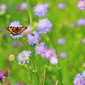 Small Tortoiseshell Butterfly (Aglais urticae) feeding on scabious flowers in hay meadow
