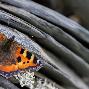 Small tortoiseshell butterfly (Aglais urticae) basking on Cornish slate wall, Crantock, Cornwall, UK. June