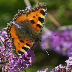 Small tortoiseshell butterfly (Aglais urticae) on buddleia, Sark, British Channel Islands, August Small tortoiseshell butterfly (Aglais urticae) on buddleia, Sark, British Channel Islands, August