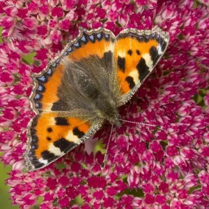 Small tortoiseshell butterfly (Aglais urticae) feeding on Ice plant (Sedum sp. ) Small tortoiseshell butterfly (Aglais urticae) feeding on Ice plant (Sedum sp. )