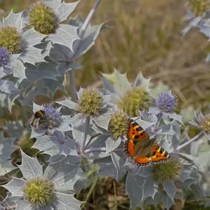 Small Tortoiseshell Butterfly (Aglais urticae) feeding on Sea holly (Eryngiums maritimum Small Tortoiseshell Butterfly (Aglais urticae) feeding on Sea holly (Eryngiums maritimum