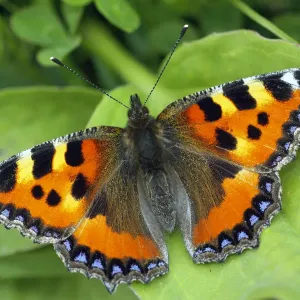 Small tortoiseshell butterfly (Aglais urticae) resting on Bramble leaf, London, UK, July Small tortoiseshell butterfly (Aglais urticae) resting on Bramble leaf, London, UK, July