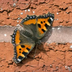 Small tortoiseshell butterfly (Aglais urticae) Wiltshire, UK September Small tortoiseshell butterfly (Aglais urticae) Wiltshire, UK September