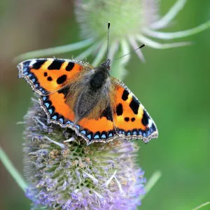 Small tortoiseshell butterfly (Aglias urticae) on thistle. Dorset, UK, August