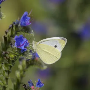 Small white butterfly (Pieris rapae) on vipers bugloss (Echium vulgare). Kent, UK