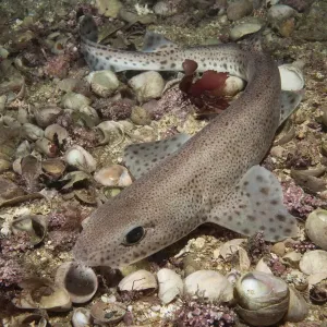 Squalo catena a punti piccoli (Scyliorhinus canicula) sul fondale marino, Jersey, Isole britanniche del Canale. Squalo catena a punti piccoli (Scyliorhinus canicula) sul fondale marino, Jersey, Isole britanniche del Canale.