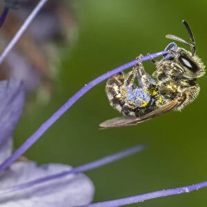 Smeathmans Furrow Bee (Lasioglossum smeathmanellum) harvesting Lacy phacelia