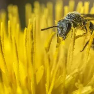 Smeathmans furrow bee (Lasioglossum smeathmanellum), feeding on Dandelion (Taraxacum Smeathmans furrow bee (Lasioglossum smeathmanellum), feeding on Dandelion (Taraxacum