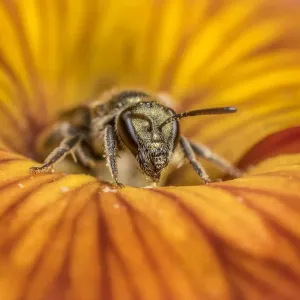 Smeathmans furrow bee (Lasioglossum smeathmanellum), feeding on Wallflower (Erysimum sp Smeathmans furrow bee (Lasioglossum smeathmanellum), feeding on Wallflower (Erysimum sp