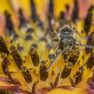 Smeathmans furrow bee (Lasioglossum smeathmanellum Smeathmans furrow bee (Lasioglossum smeathmanellum
