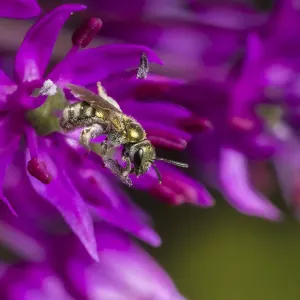 Smeathmans furrow bee (Lasioglossum smeathmanellum) feeding on Allium flower. Monmouthshire