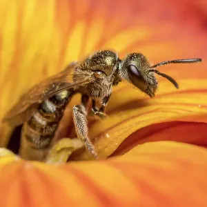 Smeathman's furrow bee (Lasioglossum smeathmanellum) feeding on Wallflower (Erysimum sp.) Monmouthshire, Wales, UK. April
