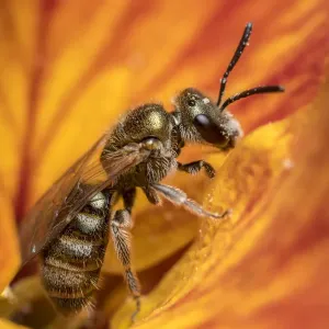 Smeathmans furrow bee (Lasioglossum smeathmanellum) feeding on Wallflower (Erysimum sp Smeathmans furrow bee (Lasioglossum smeathmanellum) feeding on Wallflower (Erysimum sp