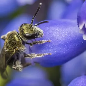 Smeathmans furrow bee (Lasioglossum smeathmanellum) visiting Grape hyacinth (Muscari sp Smeathmans furrow bee (Lasioglossum smeathmanellum) visiting Grape hyacinth (Muscari sp