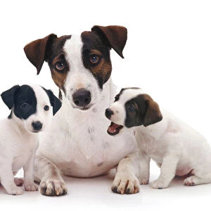 Smooth coated Jack Russell Terrier, black, tan and white, female with two 8 week puppies