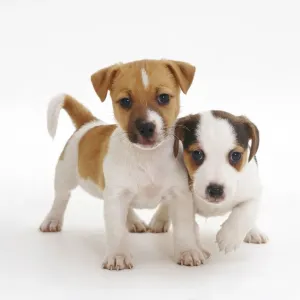 Two smooth coated Jack Russell Terrier puppies, tan and white, 6 weeks