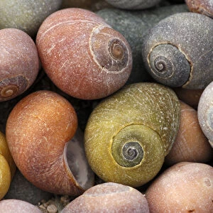Smooth / Flat periwinkle {Littorina littoralis} shells, UK
