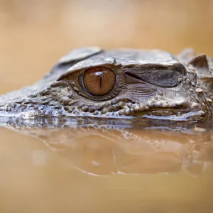 Smooth-fronted caiman / Crowned dwarf caiman (Paleosuchus trigonatus) head above water