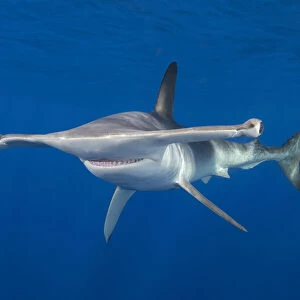 Smooth hammerhead shark (Sphyrna zygaena). Cabo San Lucas, Baja California Sur, Mexico