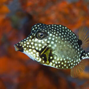 Smooth Trunkfish (Lactophrys triqueter), with hard protective shell of fused scale secreting toxins, Dominica, Eastern Caribbean